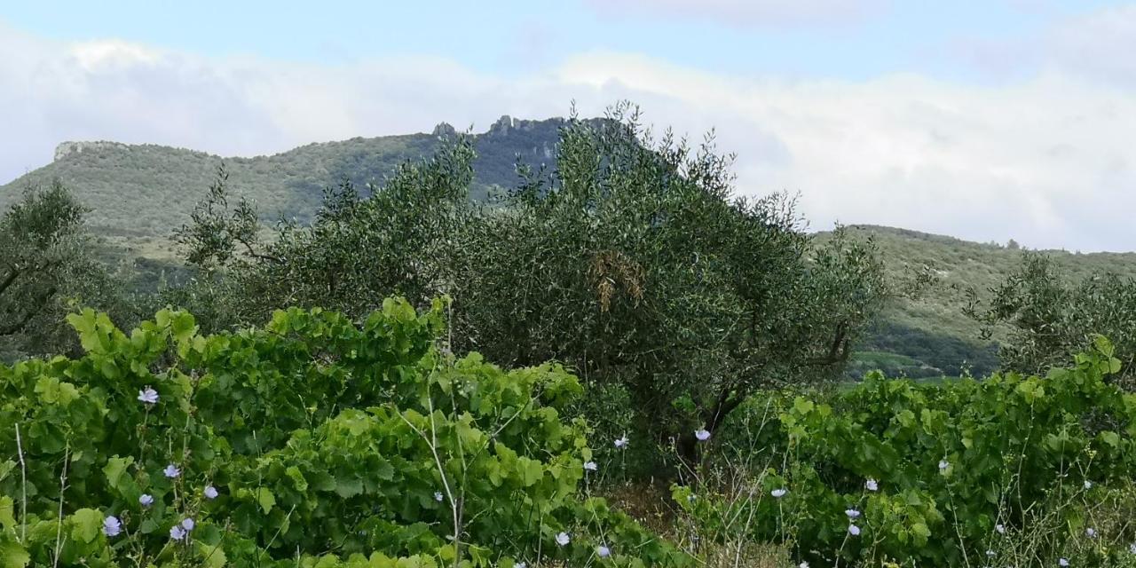 לינה וארוחת בוקר Saint-Saturnin-de-Lucian Le Mimosa מראה חיצוני תמונה