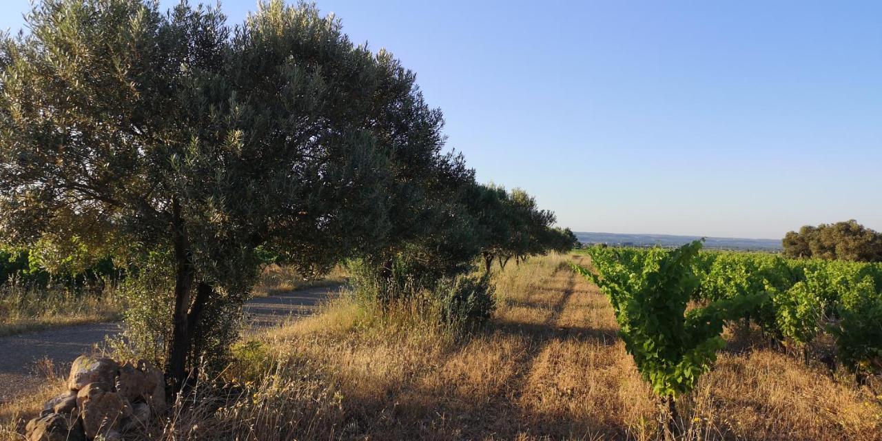 לינה וארוחת בוקר Saint-Saturnin-de-Lucian Le Mimosa מראה חיצוני תמונה