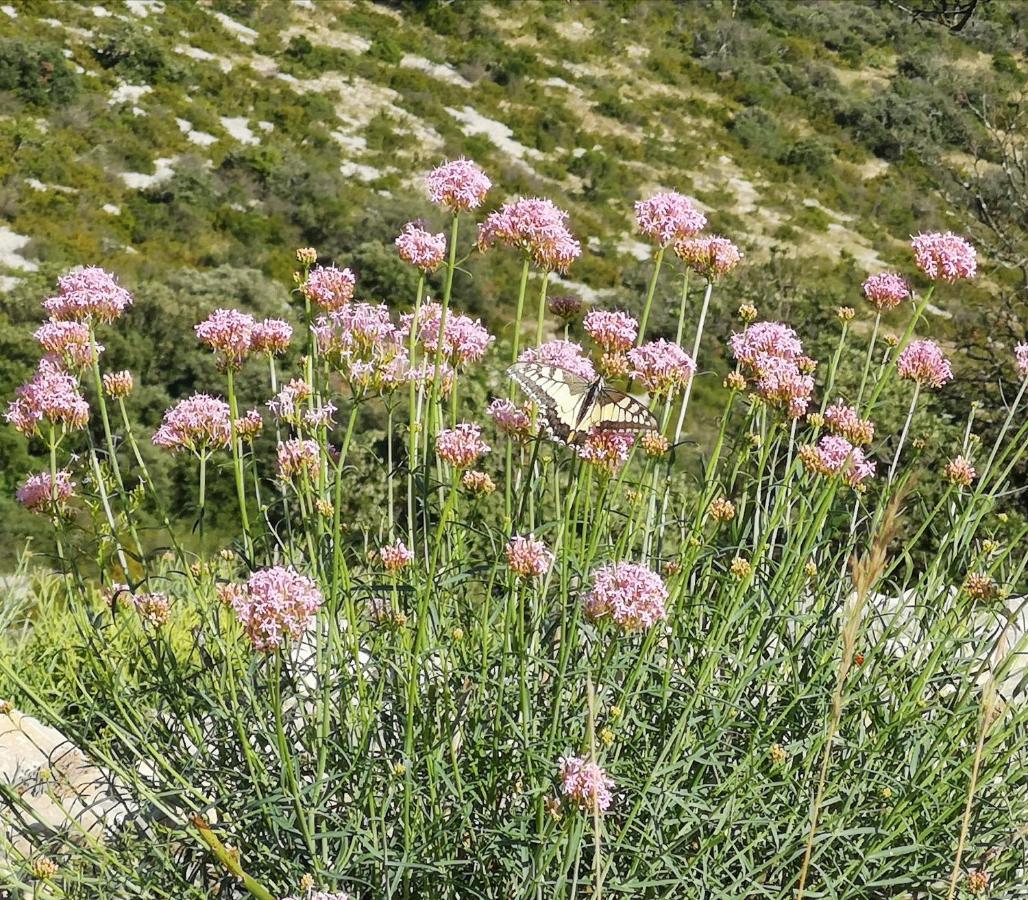 לינה וארוחת בוקר Saint-Saturnin-de-Lucian Le Mimosa מראה חיצוני תמונה