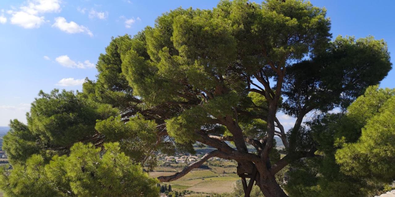 לינה וארוחת בוקר Saint-Saturnin-de-Lucian Le Mimosa מראה חיצוני תמונה