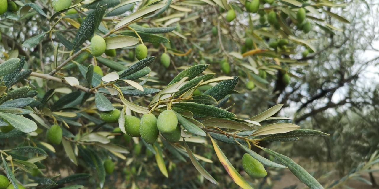 לינה וארוחת בוקר Saint-Saturnin-de-Lucian Le Mimosa מראה חיצוני תמונה